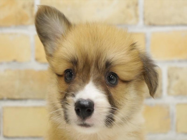 広島県のウェルシュコーギーペンブローク (ペッツワン広島LECT店/2024年3月25日生まれ/女の子/レッドホワイト)の子犬